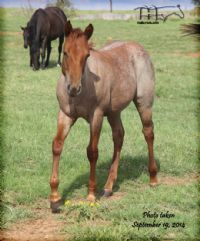 FUNNY B DANDY GIRL'S 2014 FILLY